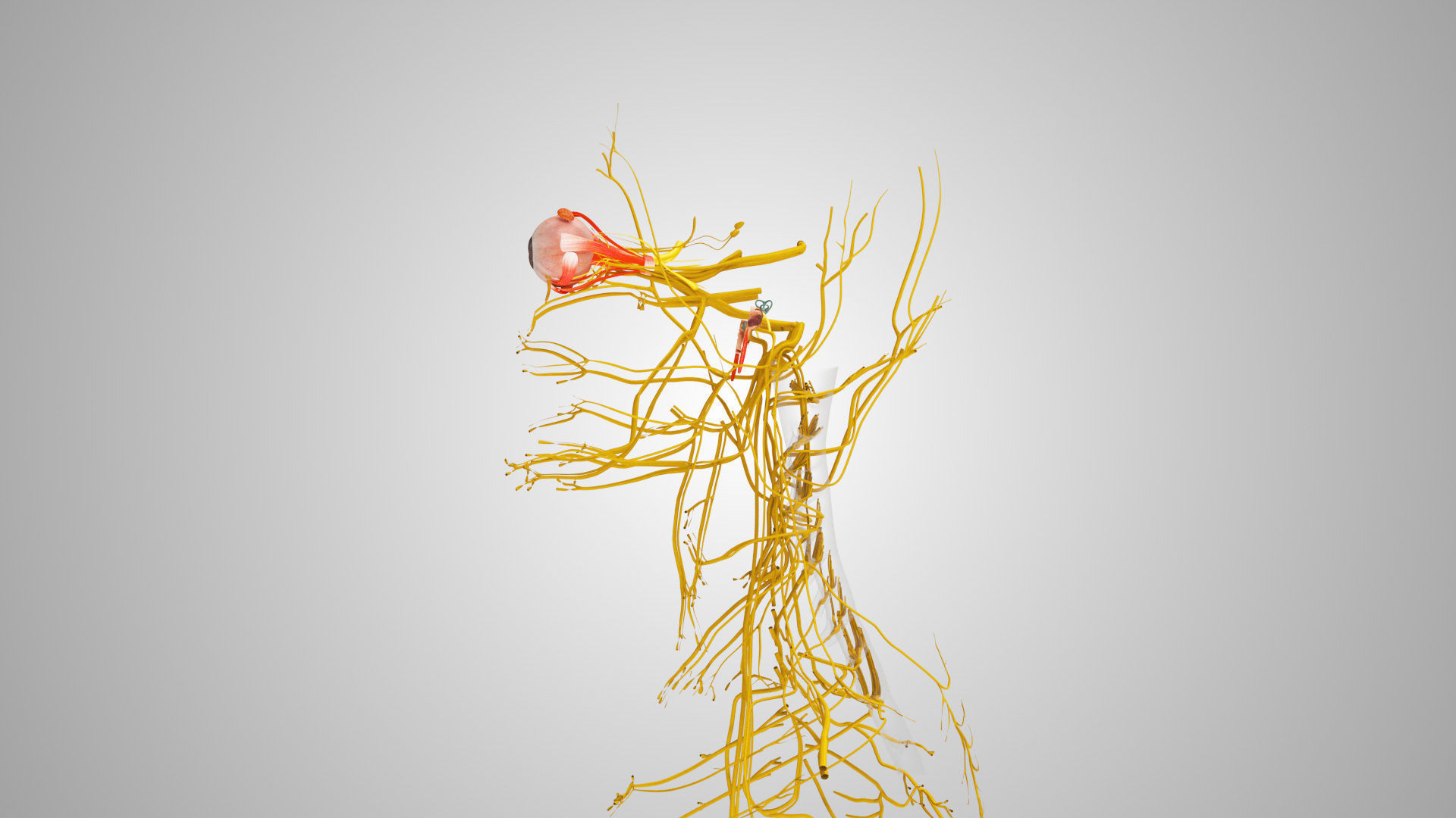 Detailed Head Anatomy with cross-section Low-poly 3D model_17