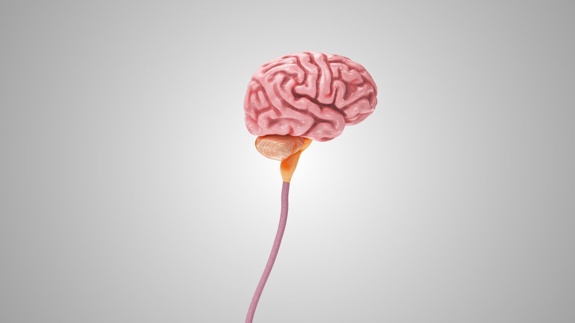 Detailed Head Anatomy with cross-section Low-poly 3D model_21