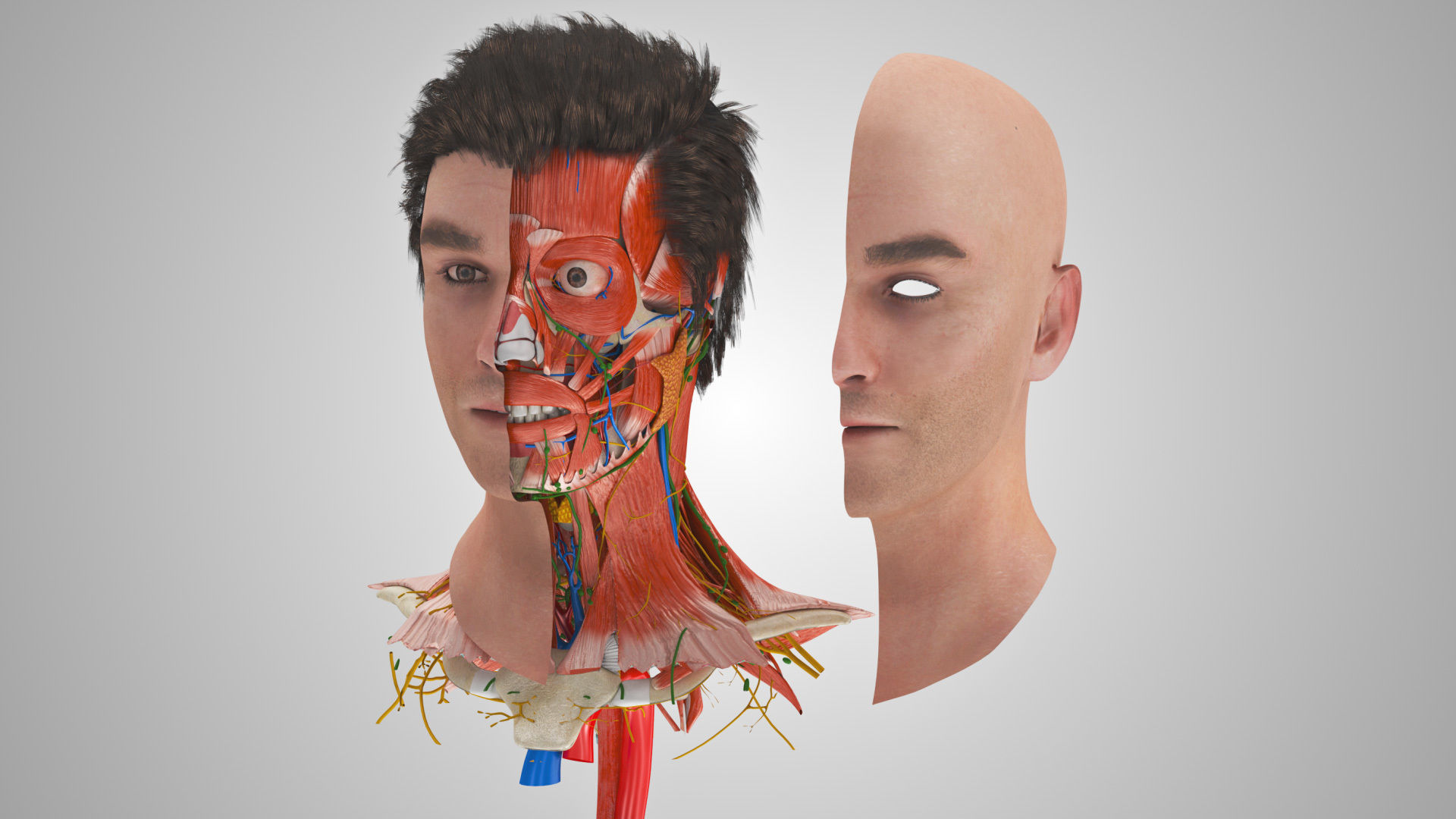 Detailed Head Anatomy with cross-section Low-poly 3D model_4