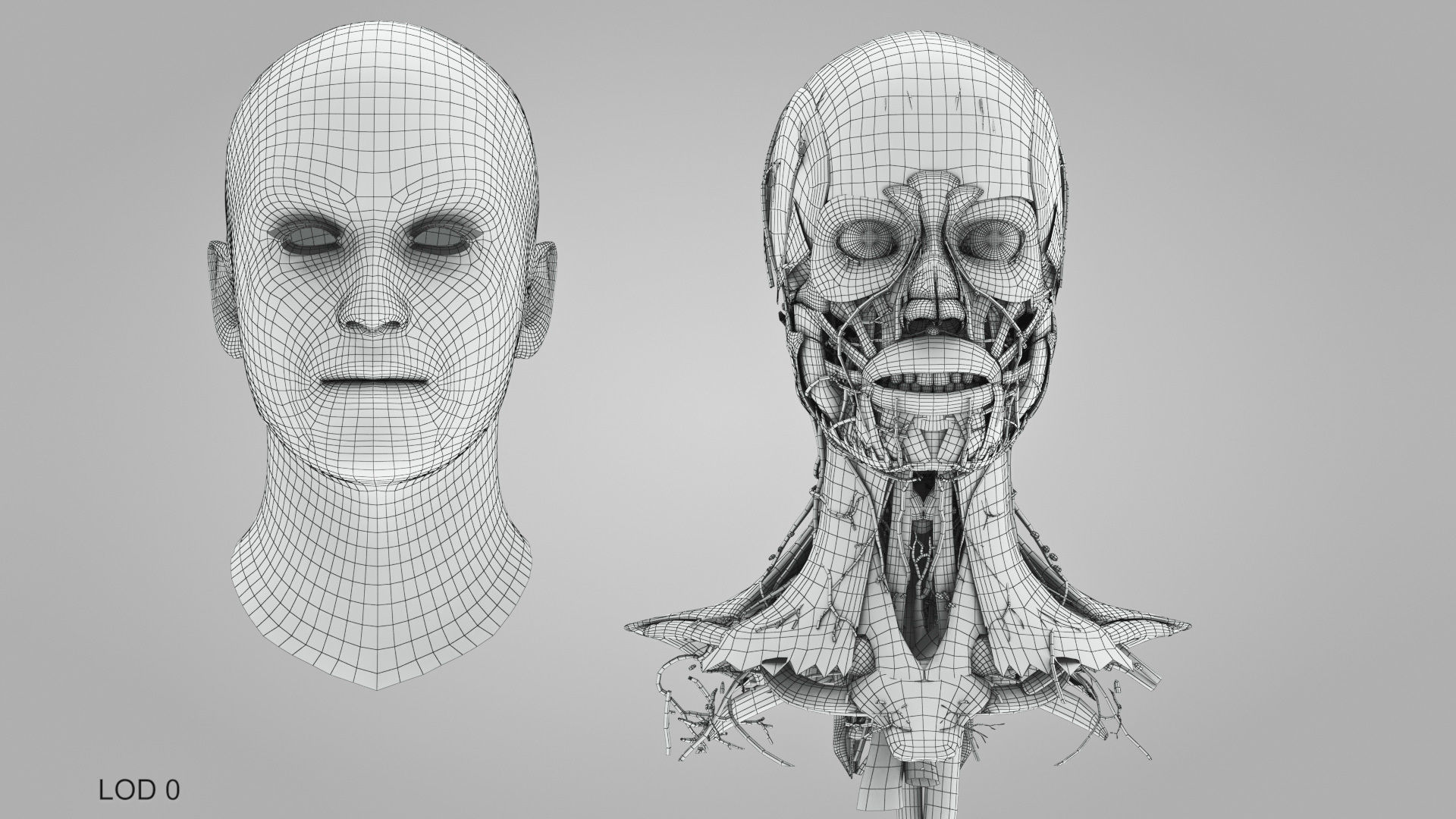 Detailed Head Anatomy with cross-section Low-poly 3D model_45