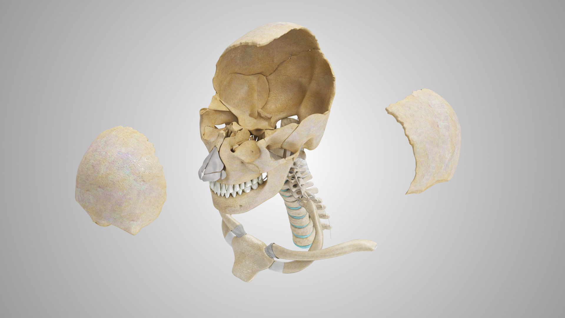 Detailed Head Anatomy with cross-section Low-poly 3D model_30