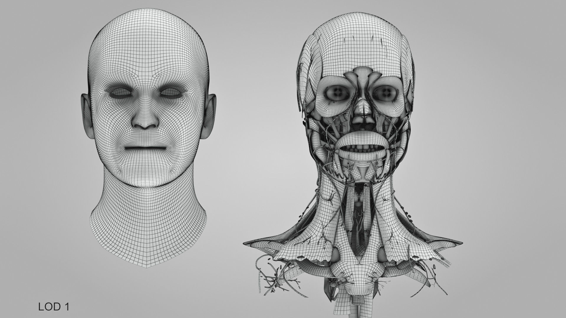 Detailed Head Anatomy with cross-section Low-poly 3D model_46
