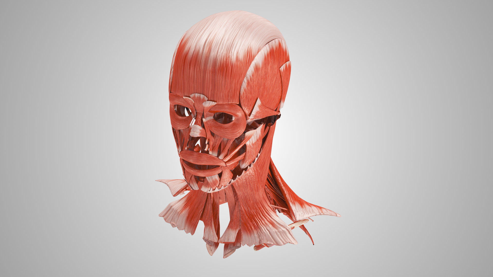 Detailed Head Anatomy with cross-section Low-poly 3D model_32