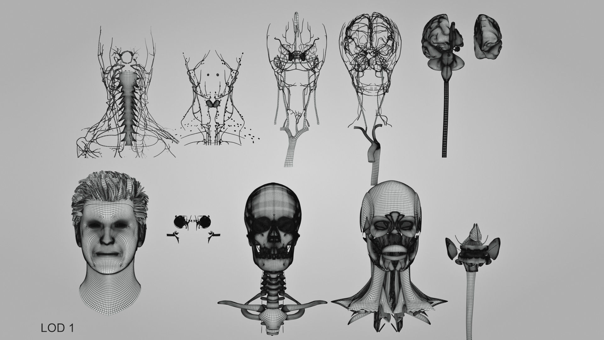 Detailed Head Anatomy with cross-section Low-poly 3D model_56