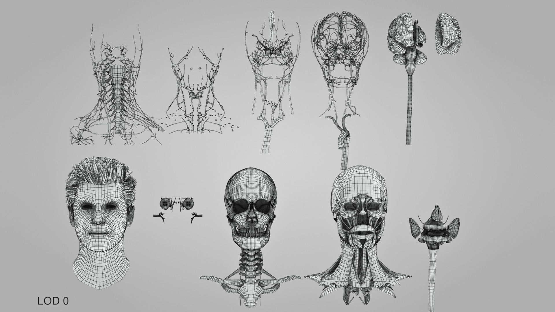 Detailed Head Anatomy with cross-section Low-poly 3D model_55