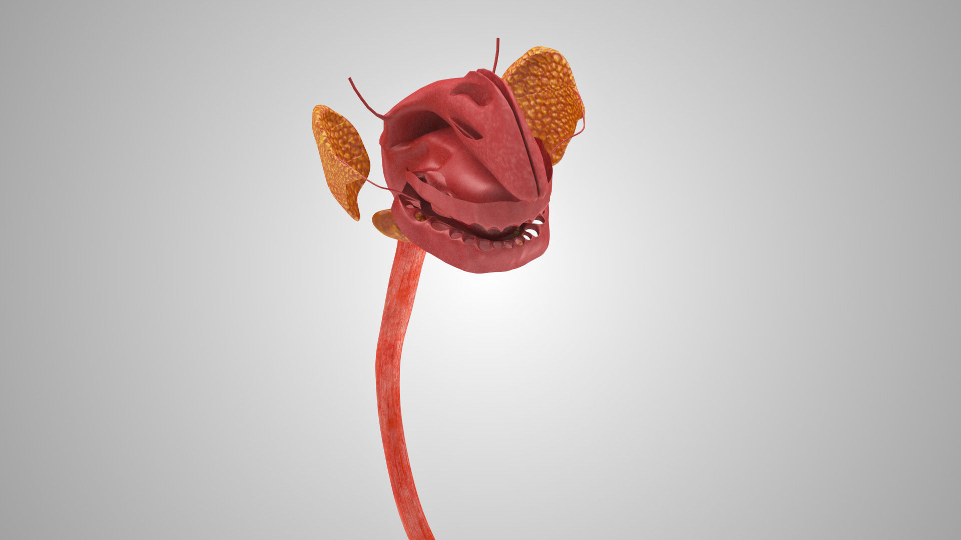 Detailed Head Anatomy with cross-section Low-poly 3D model_25