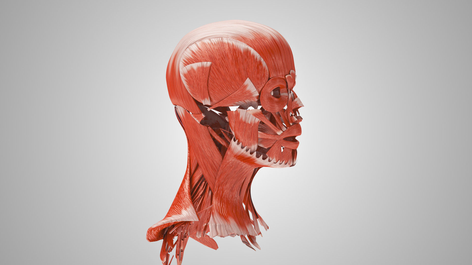 Detailed Head Anatomy with cross-section Low-poly 3D model_34