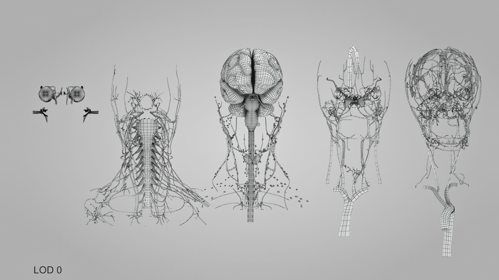 Detailed Head Anatomy with cross-section Low-poly 3D model_59