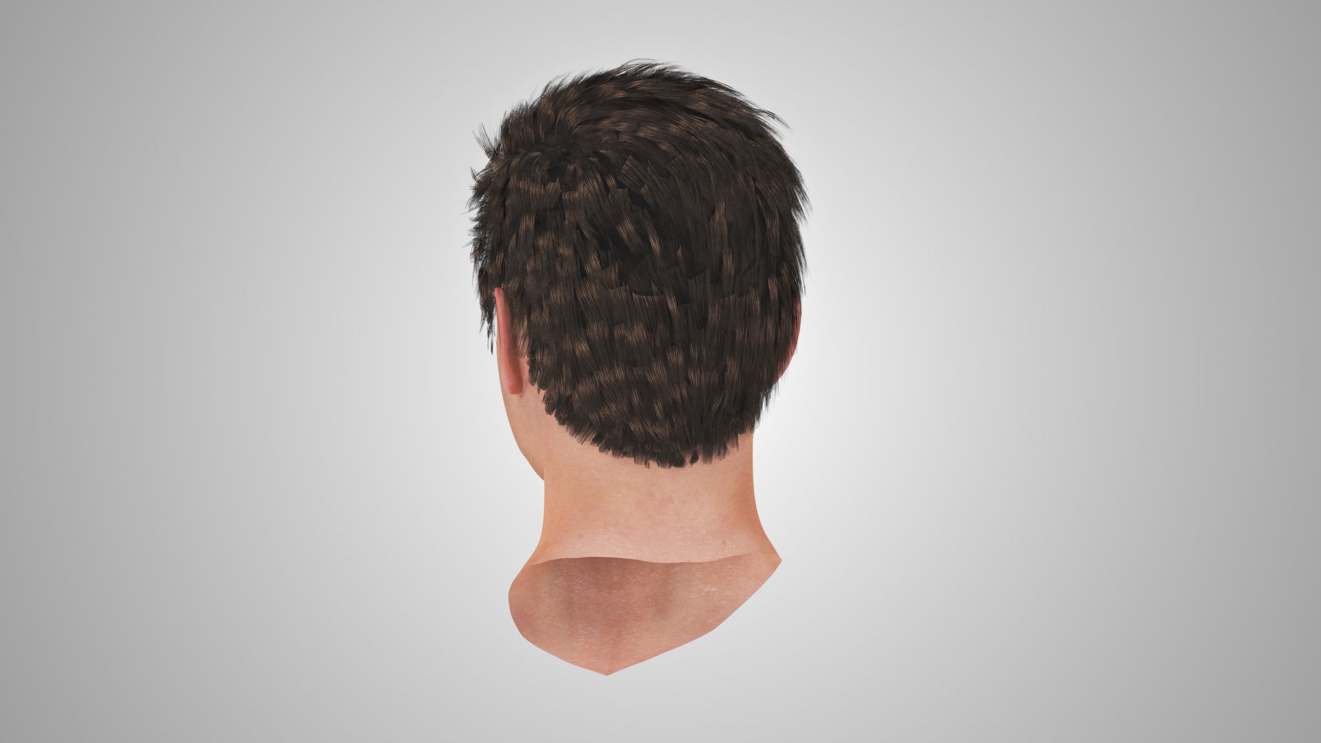 Detailed Head Anatomy with cross-section Low-poly 3D model_16