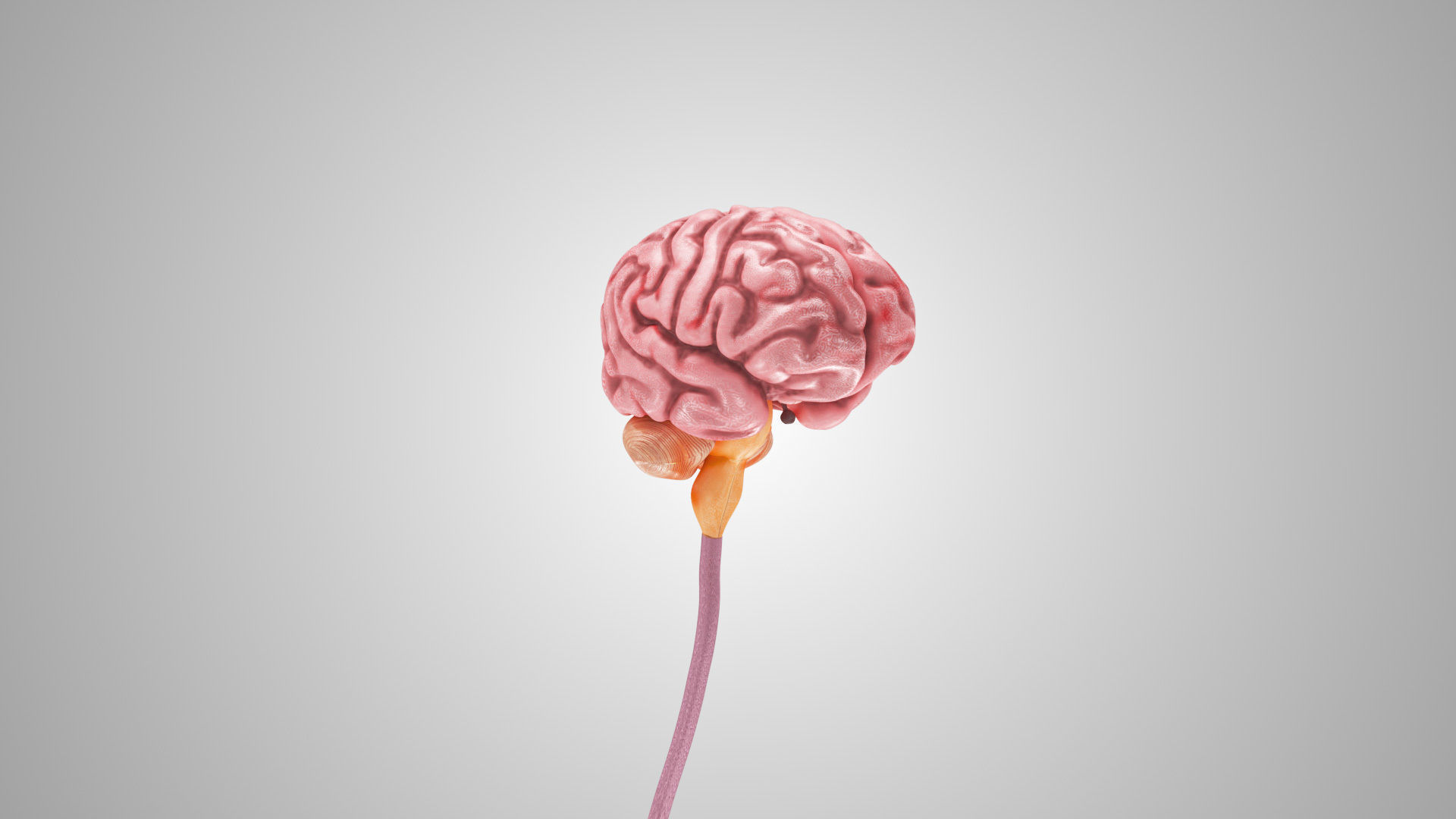 Detailed Head Anatomy with cross-section Low-poly 3D model_22