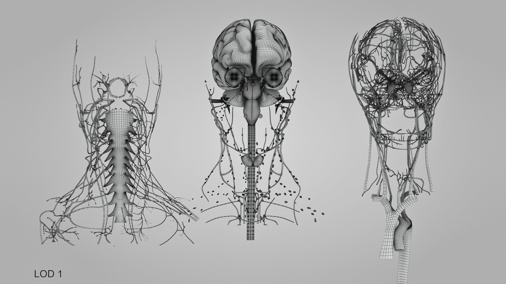 Detailed Head Anatomy with cross-section Low-poly 3D model_52