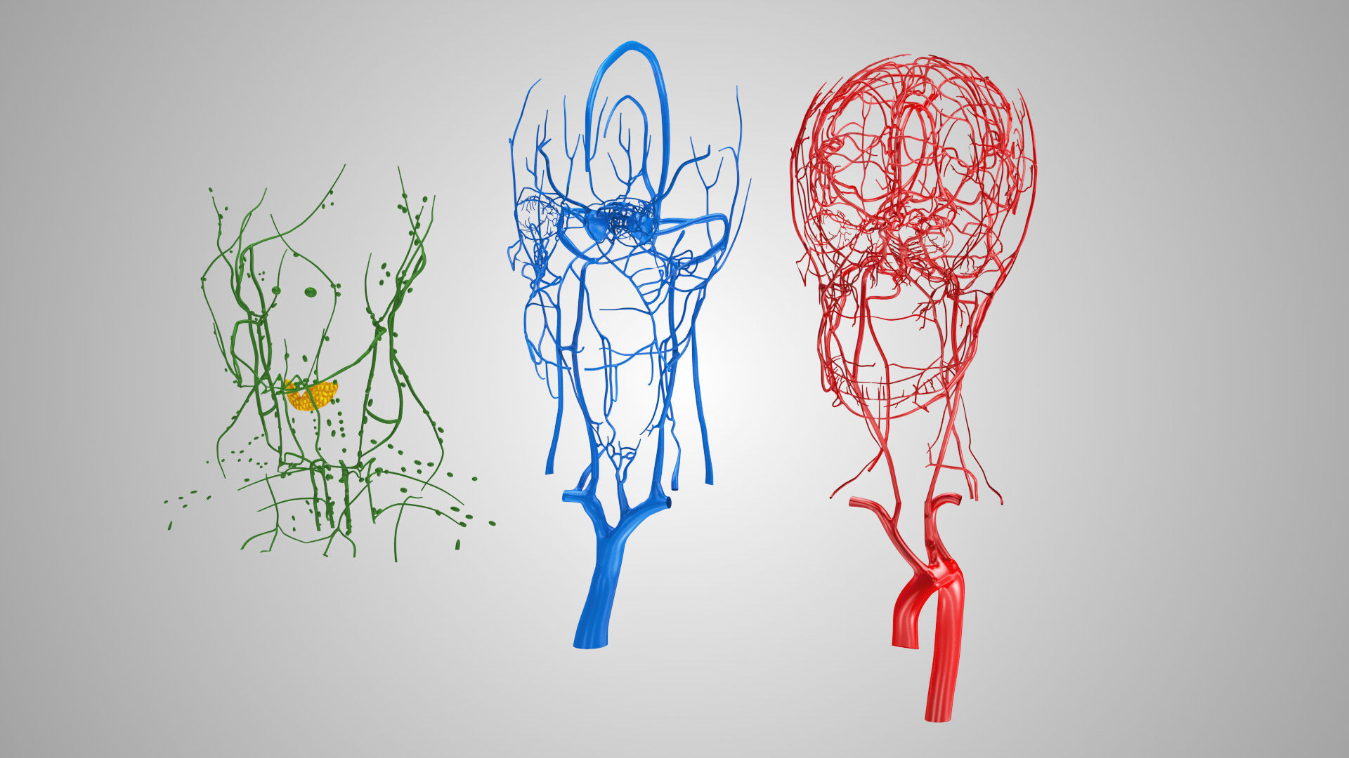 Detailed Head Anatomy with cross-section Low-poly 3D model_37