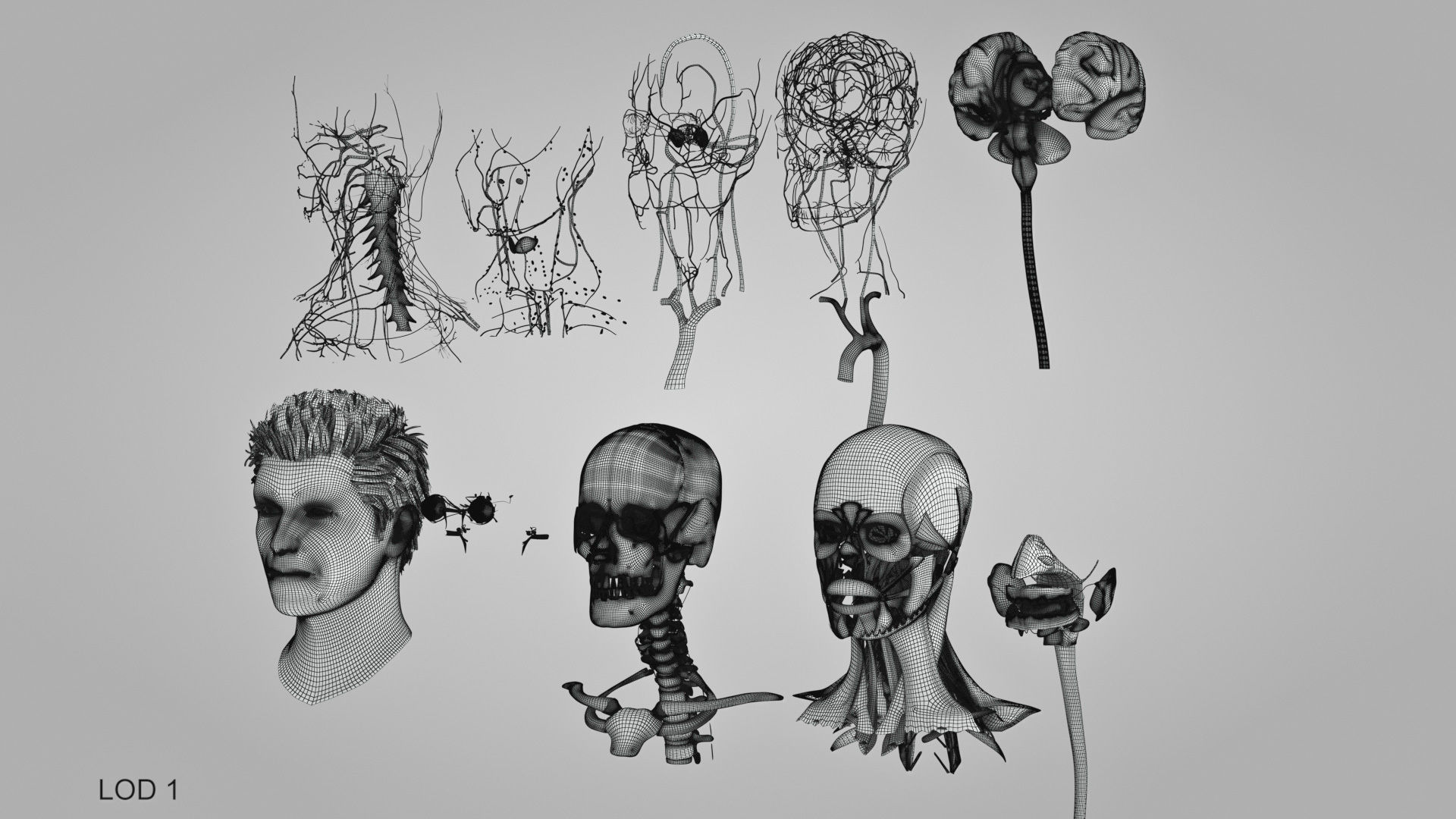 Detailed Head Anatomy with cross-section Low-poly 3D model_42