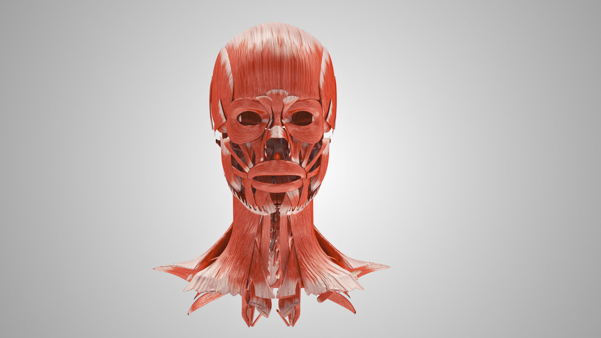 Detailed Head Anatomy with cross-section Low-poly 3D model_33