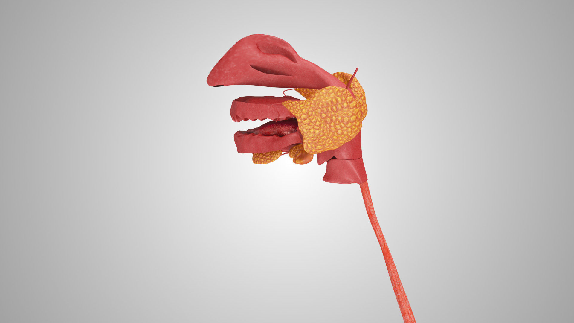 Detailed Head Anatomy with cross-section Low-poly 3D model_27