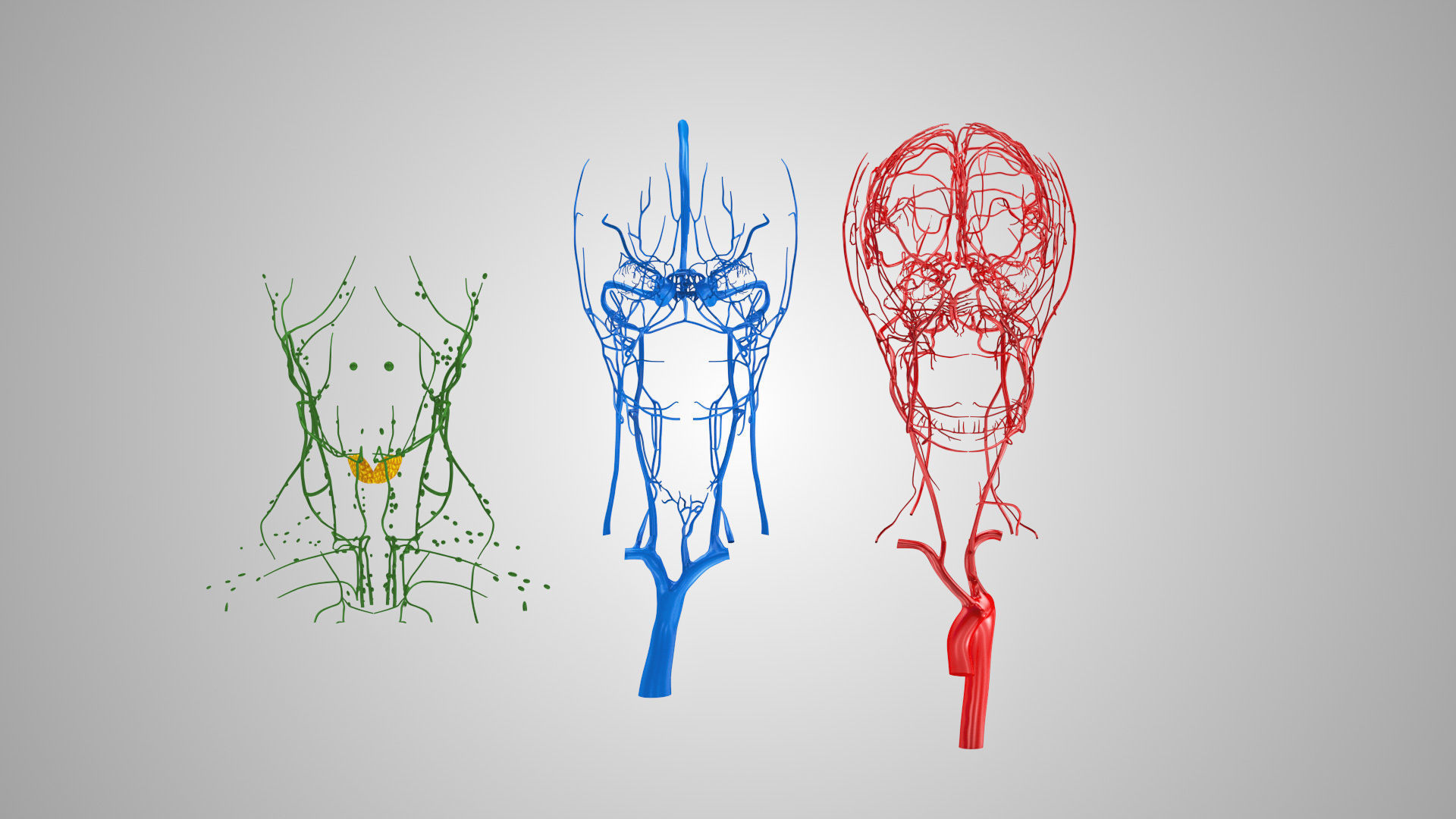 Detailed Head Anatomy with cross-section Low-poly 3D model_38