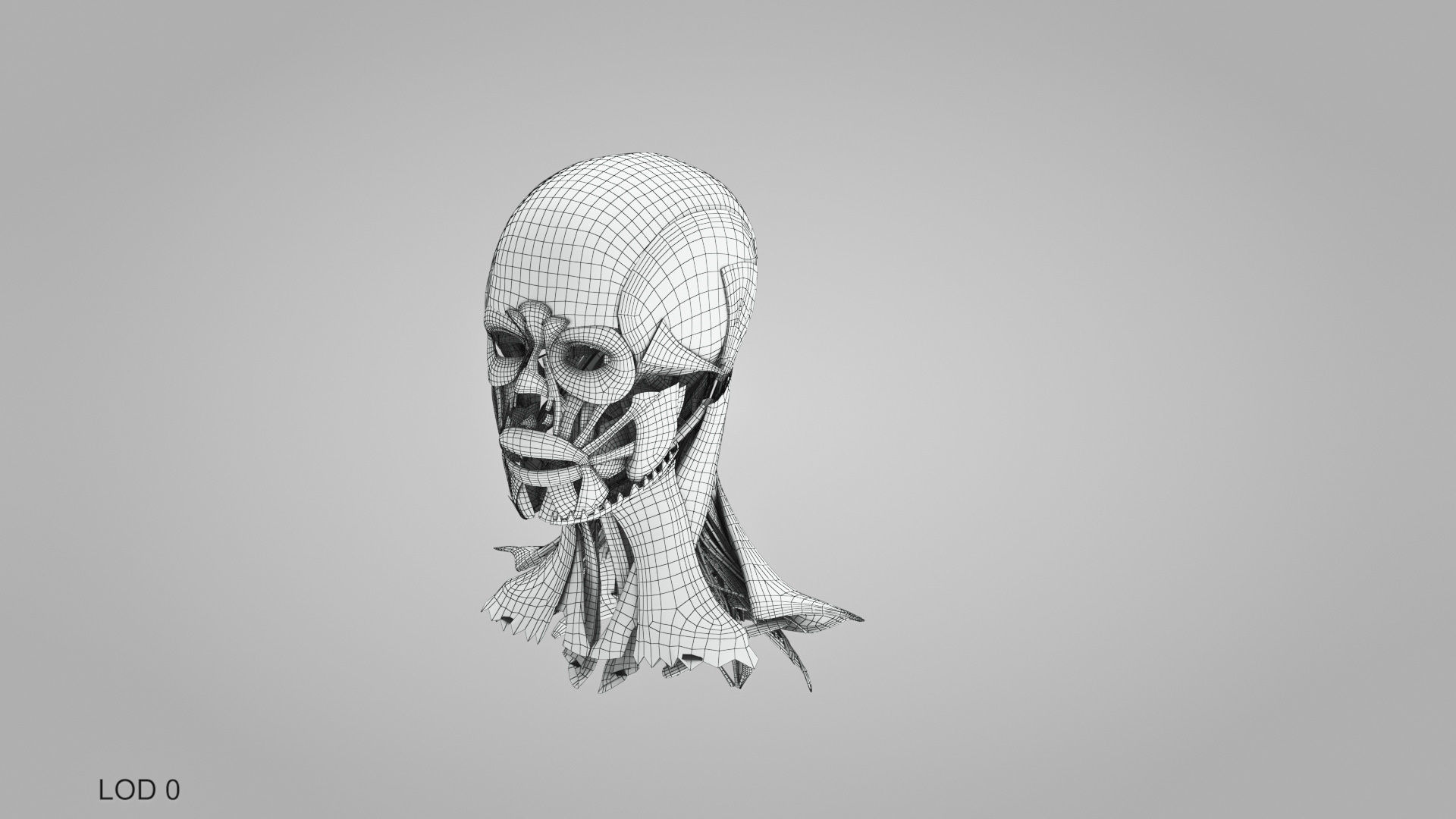 Detailed Head Anatomy with cross-section Low-poly 3D model_49