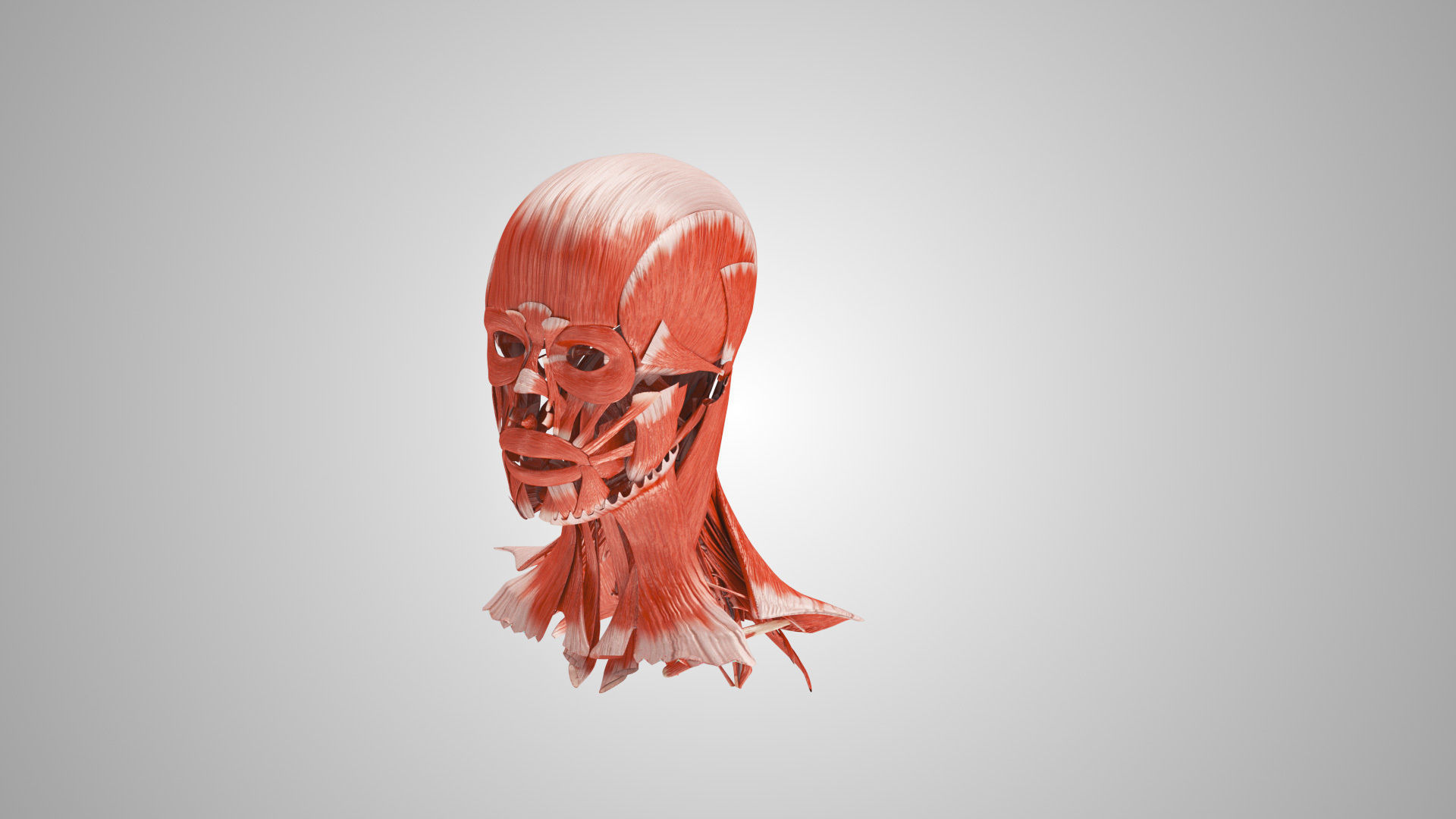 Detailed Head Anatomy with cross-section Low-poly 3D model_36