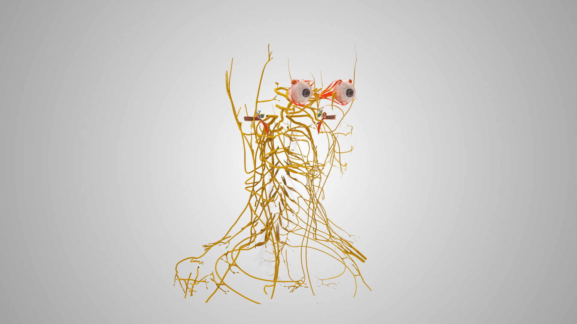 Detailed Head Anatomy with cross-section Low-poly 3D model_19