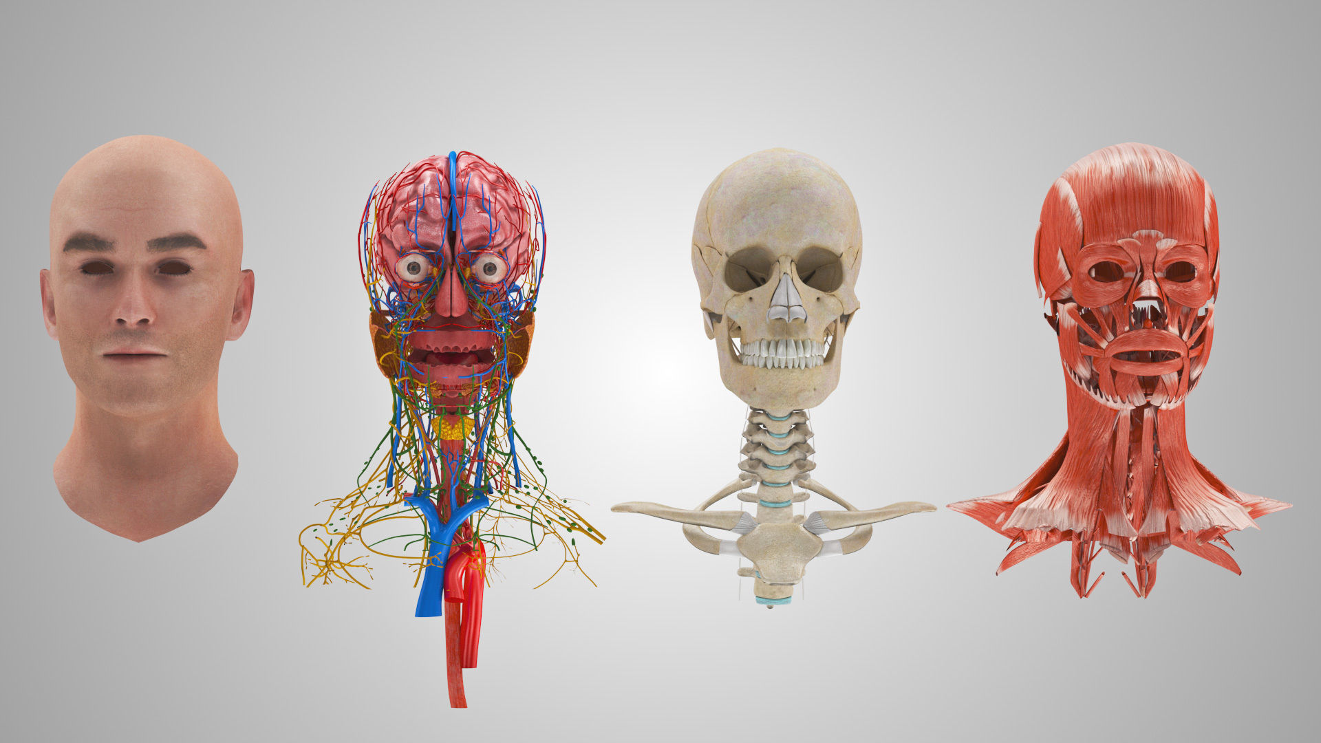 Detailed Head Anatomy with cross-section Low-poly 3D model_6