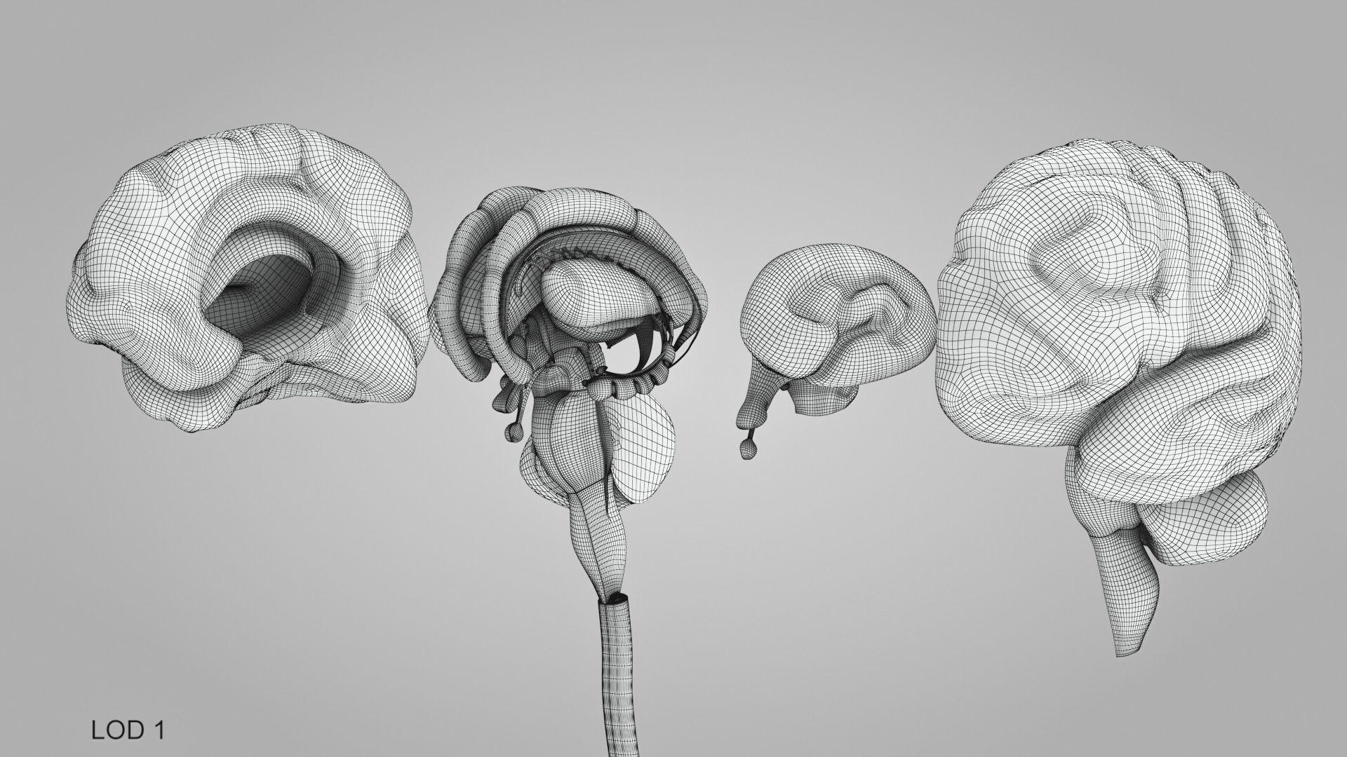 Detailed Head Anatomy with cross-section Low-poly 3D model_48