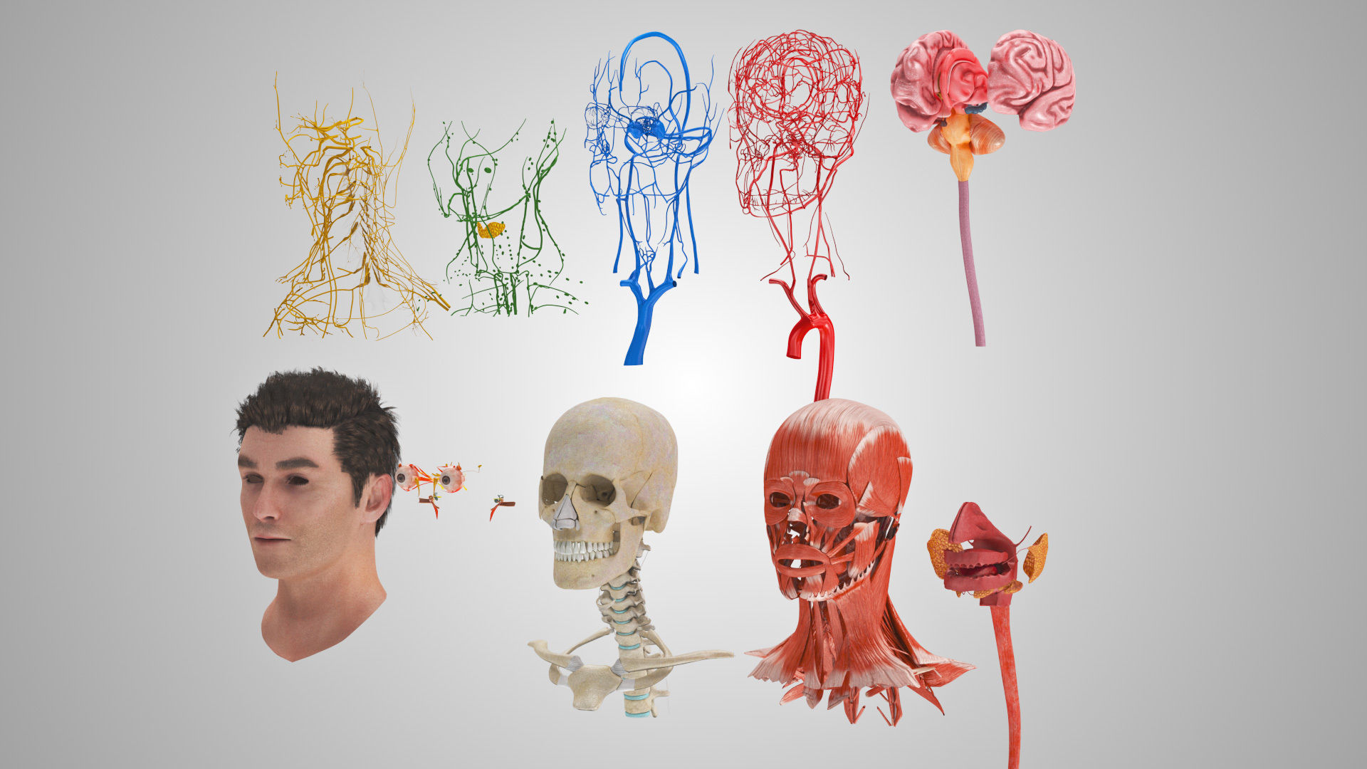 Detailed Head Anatomy with cross-section Low-poly 3D model_14