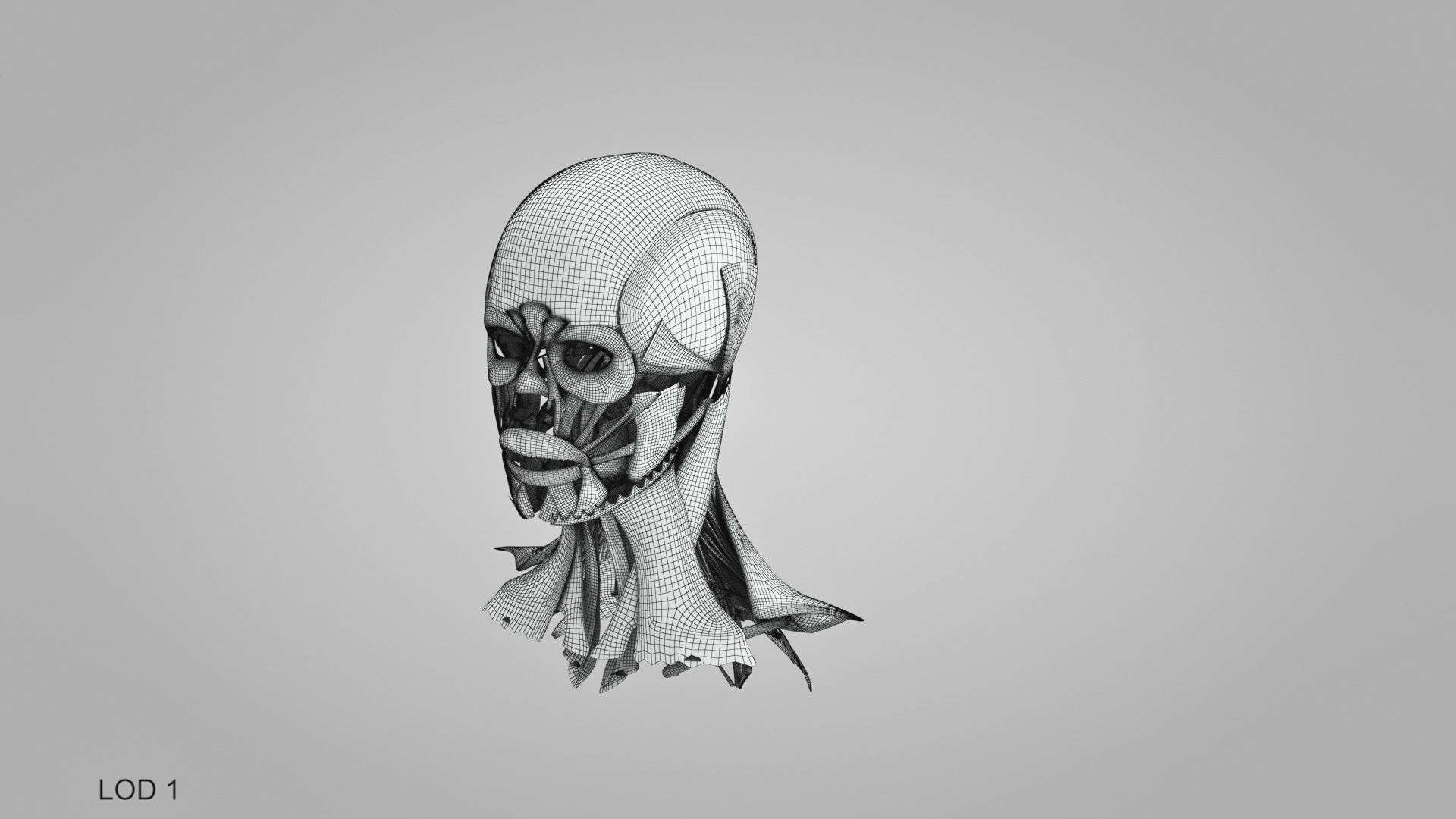 Detailed Head Anatomy with cross-section Low-poly 3D model_50