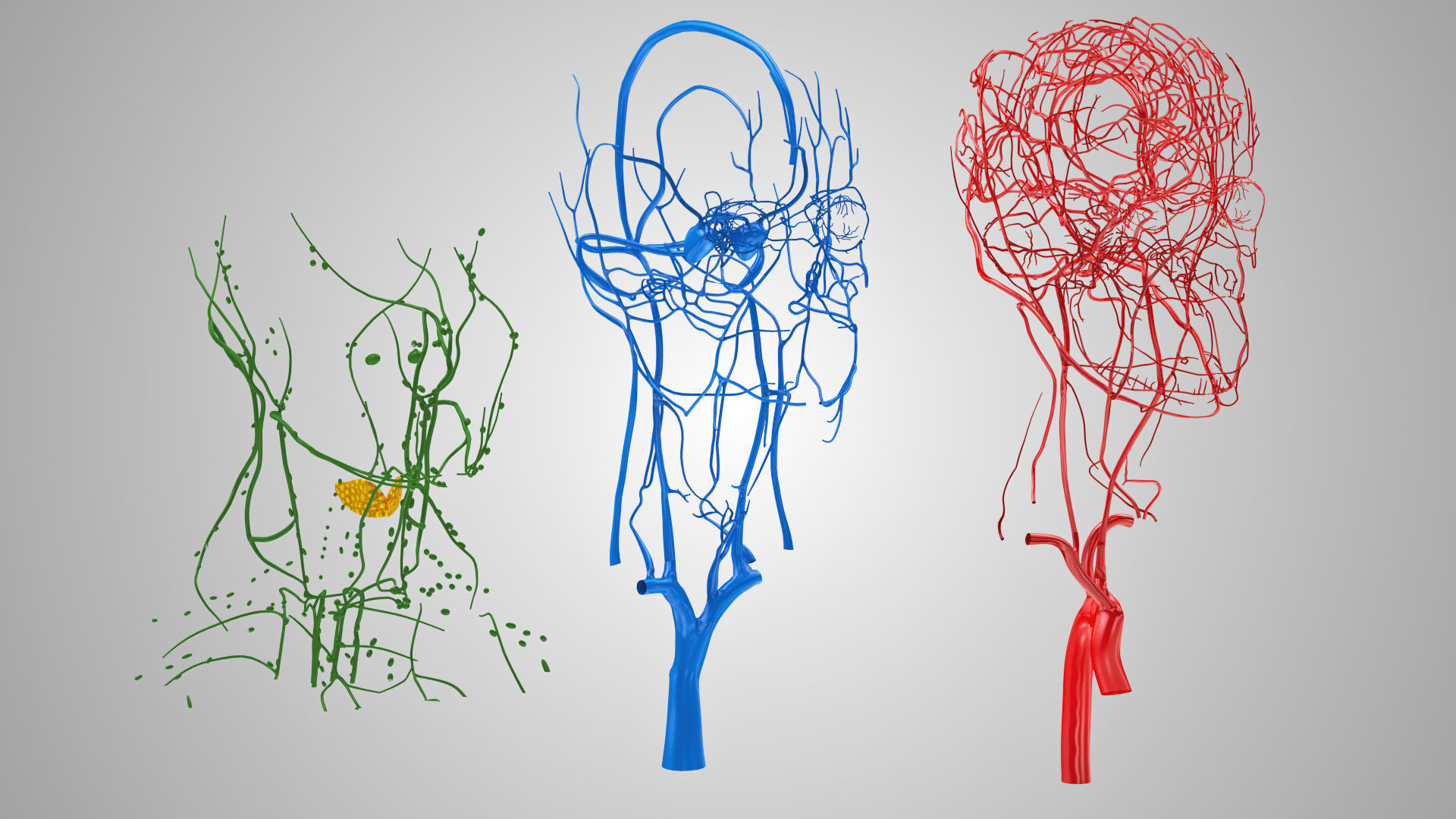 Detailed Head Anatomy with cross-section Low-poly 3D model_39