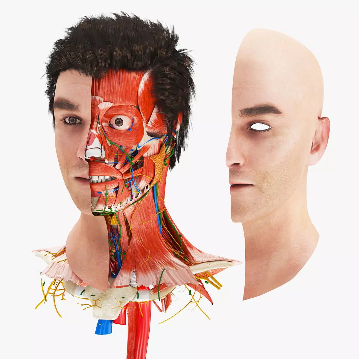 Detailed Head Anatomy with cross-section Low-poly 3D model_0