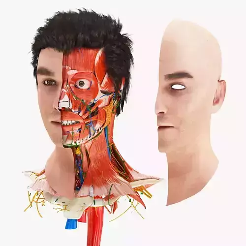 Detailed Head Anatomy with cross-section Low-poly 3D model