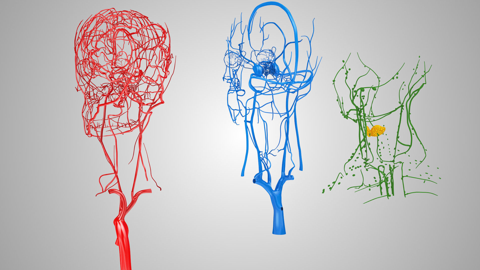 Detailed Head Anatomy with cross-section Low-poly 3D model_40