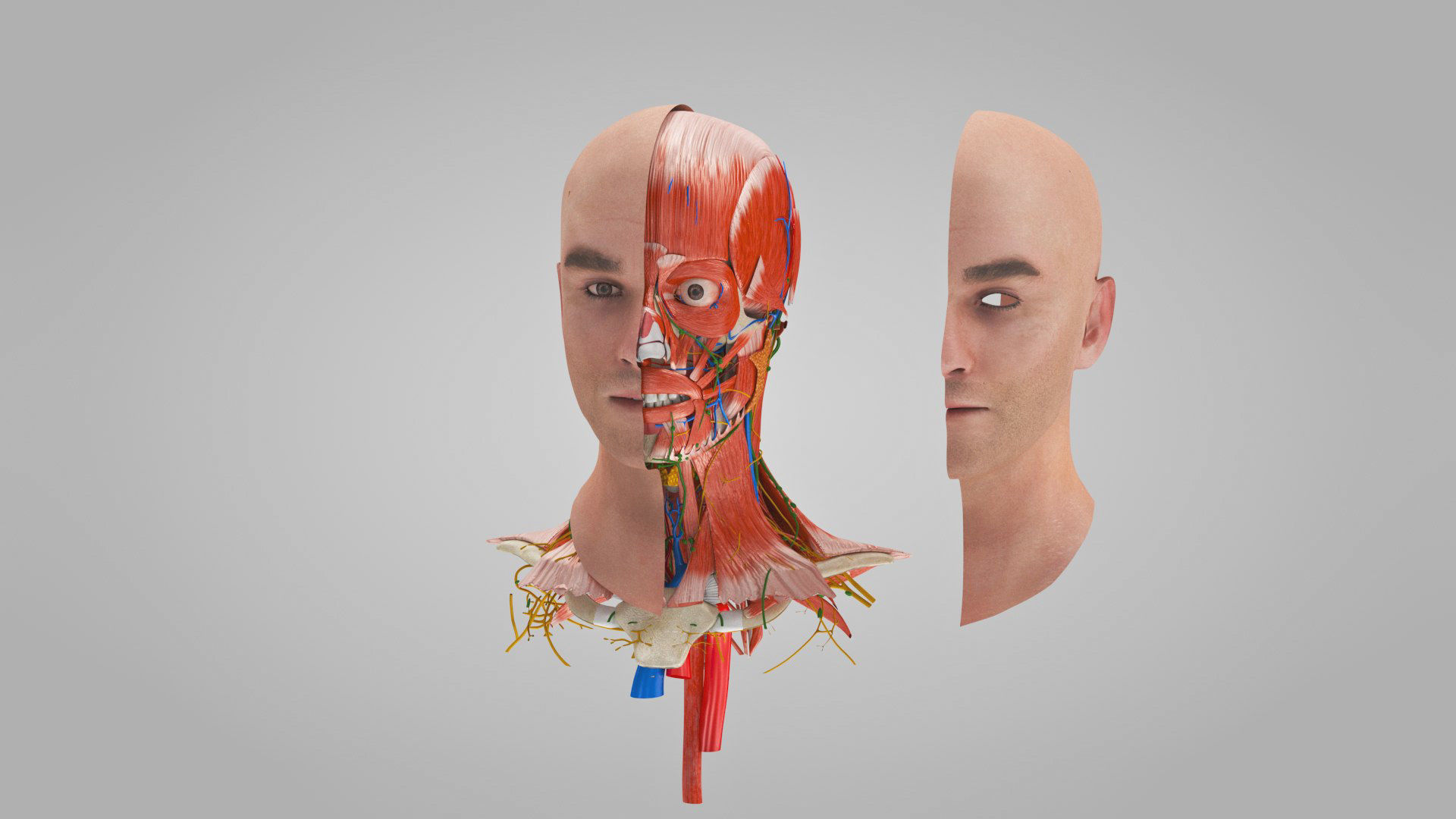 Detailed Head Anatomy with cross-section Low-poly 3D model_31