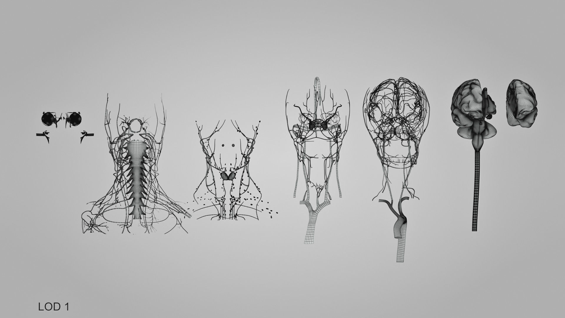 Detailed Head Anatomy with cross-section Low-poly 3D model_58