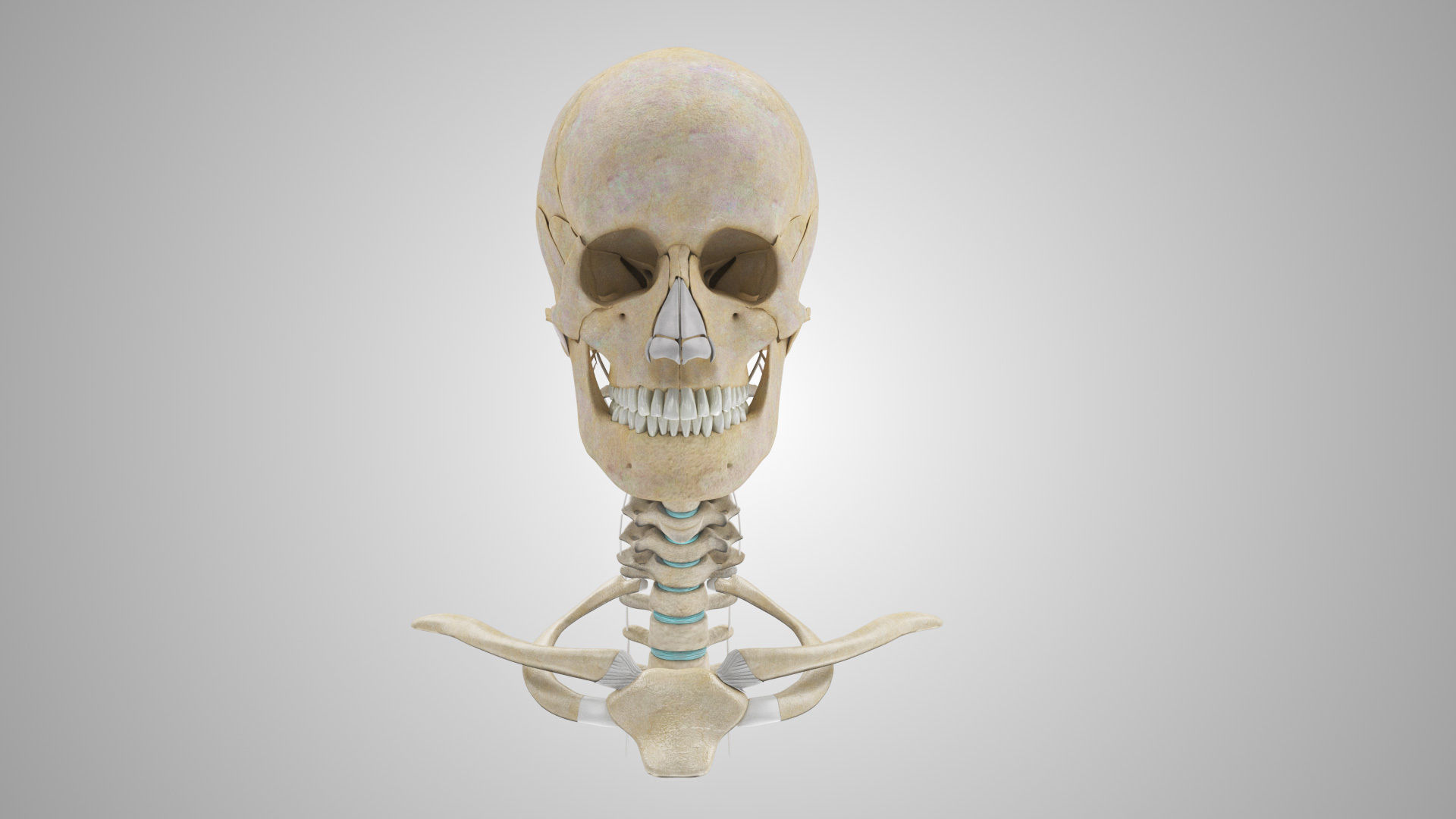 Detailed Head Anatomy with cross-section Low-poly 3D model_29