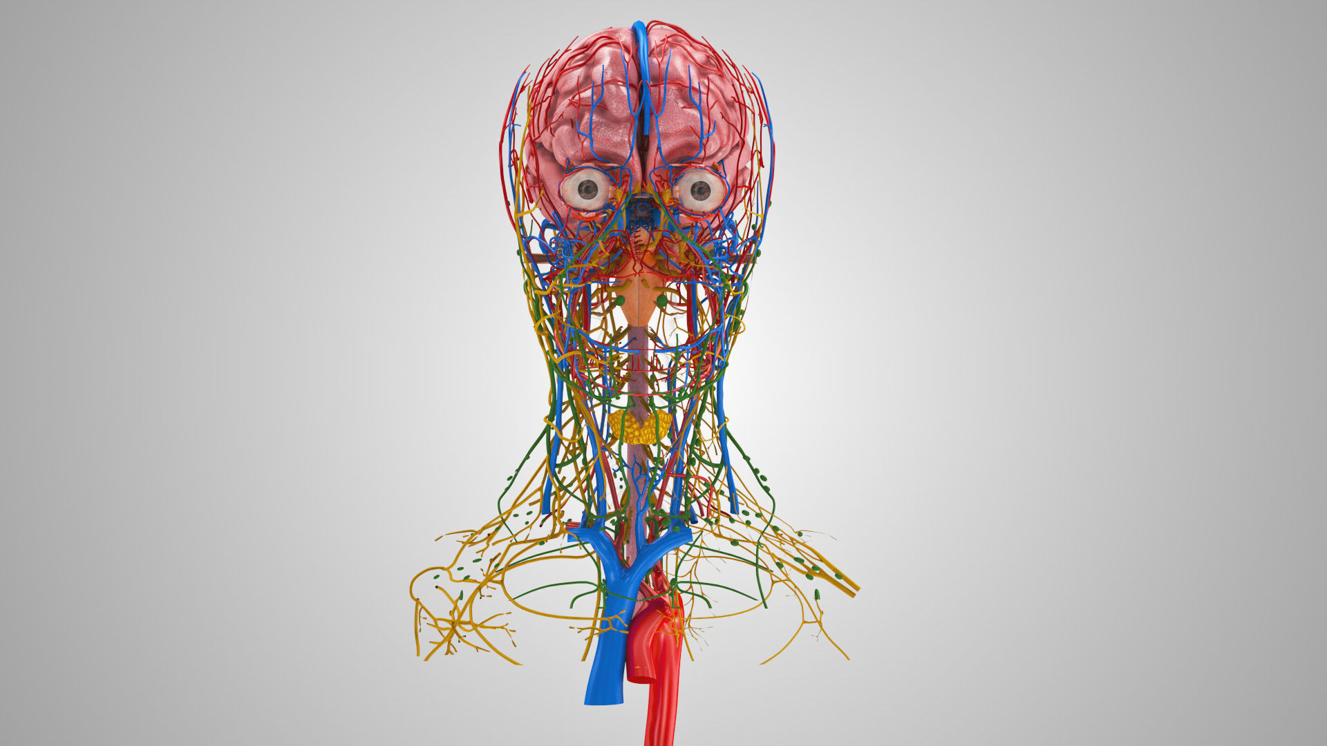 Detailed Head Anatomy with cross-section Low-poly 3D model_8