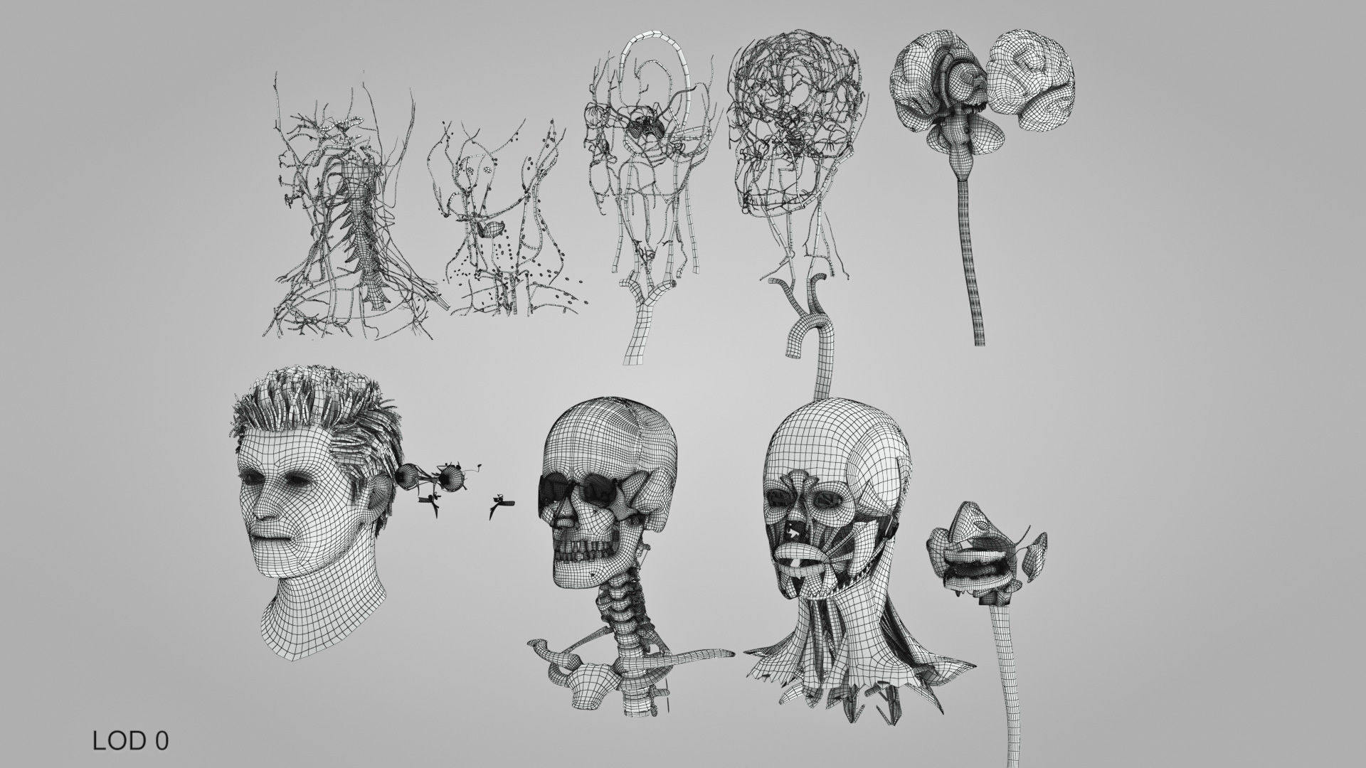 Detailed Head Anatomy with cross-section Low-poly 3D model_41