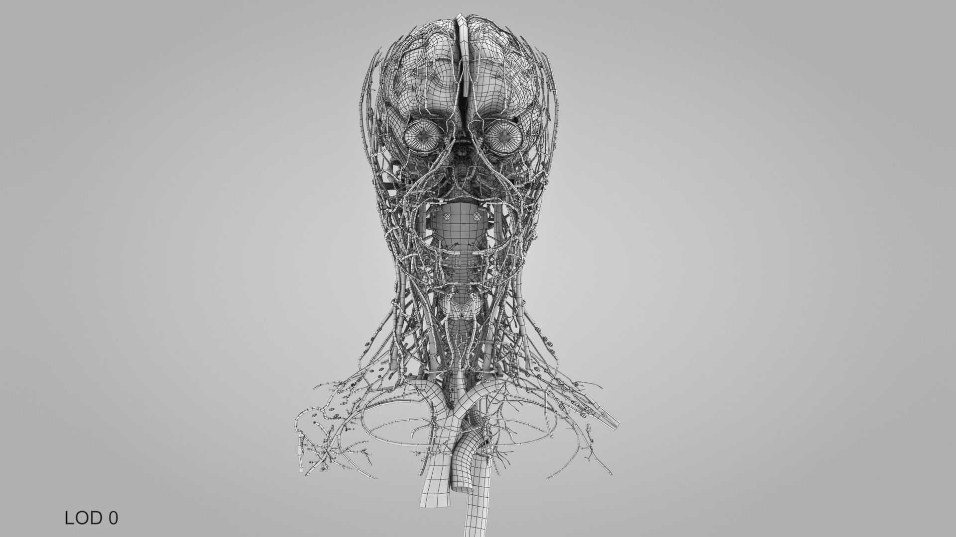 Detailed Head Anatomy with cross-section Low-poly 3D model_53