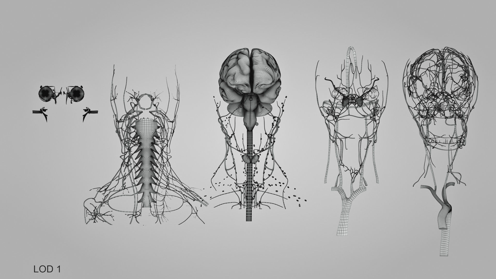 Detailed Head Anatomy with cross-section Low-poly 3D model_60