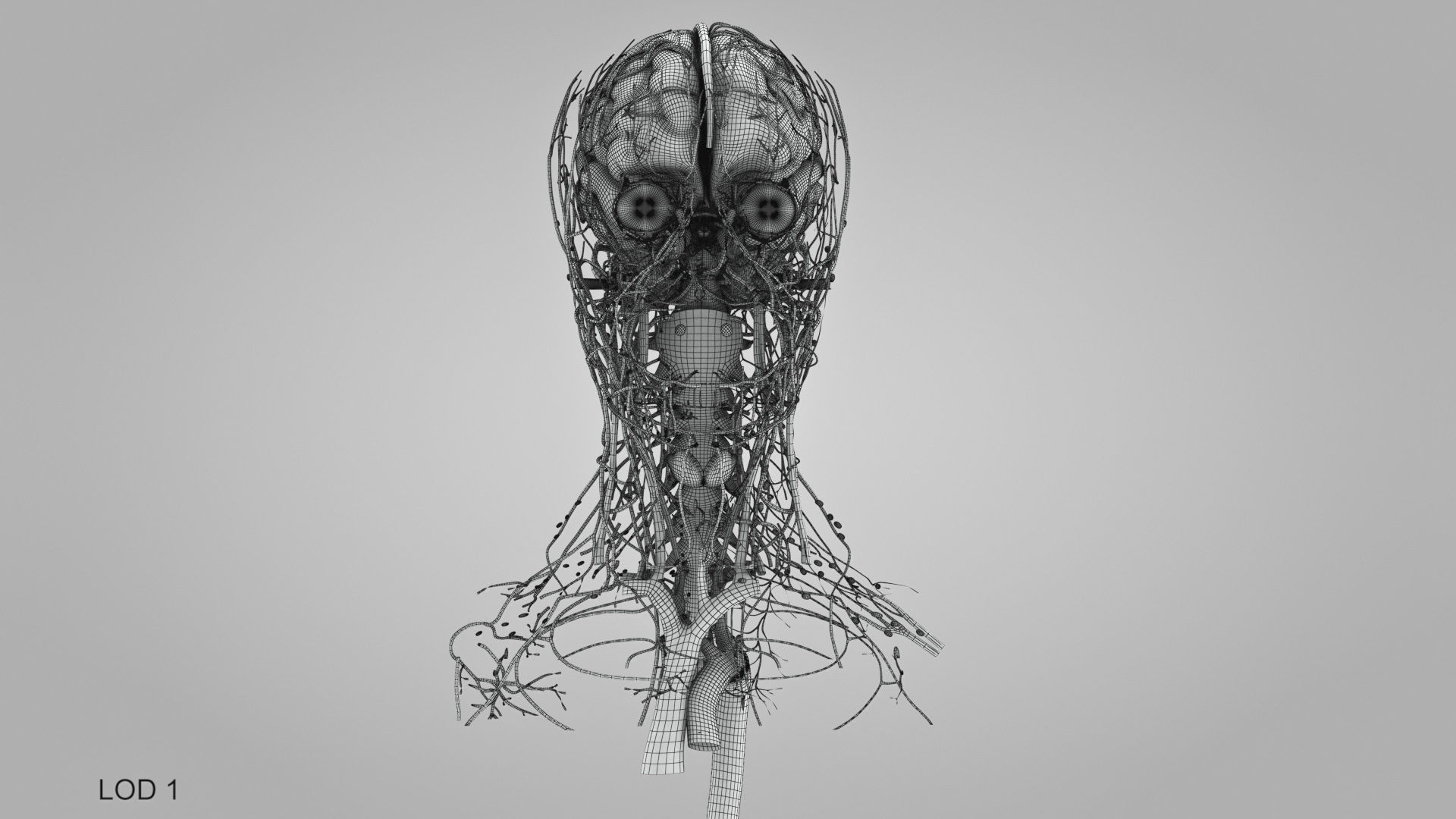 Detailed Head Anatomy with cross-section Low-poly 3D model_54