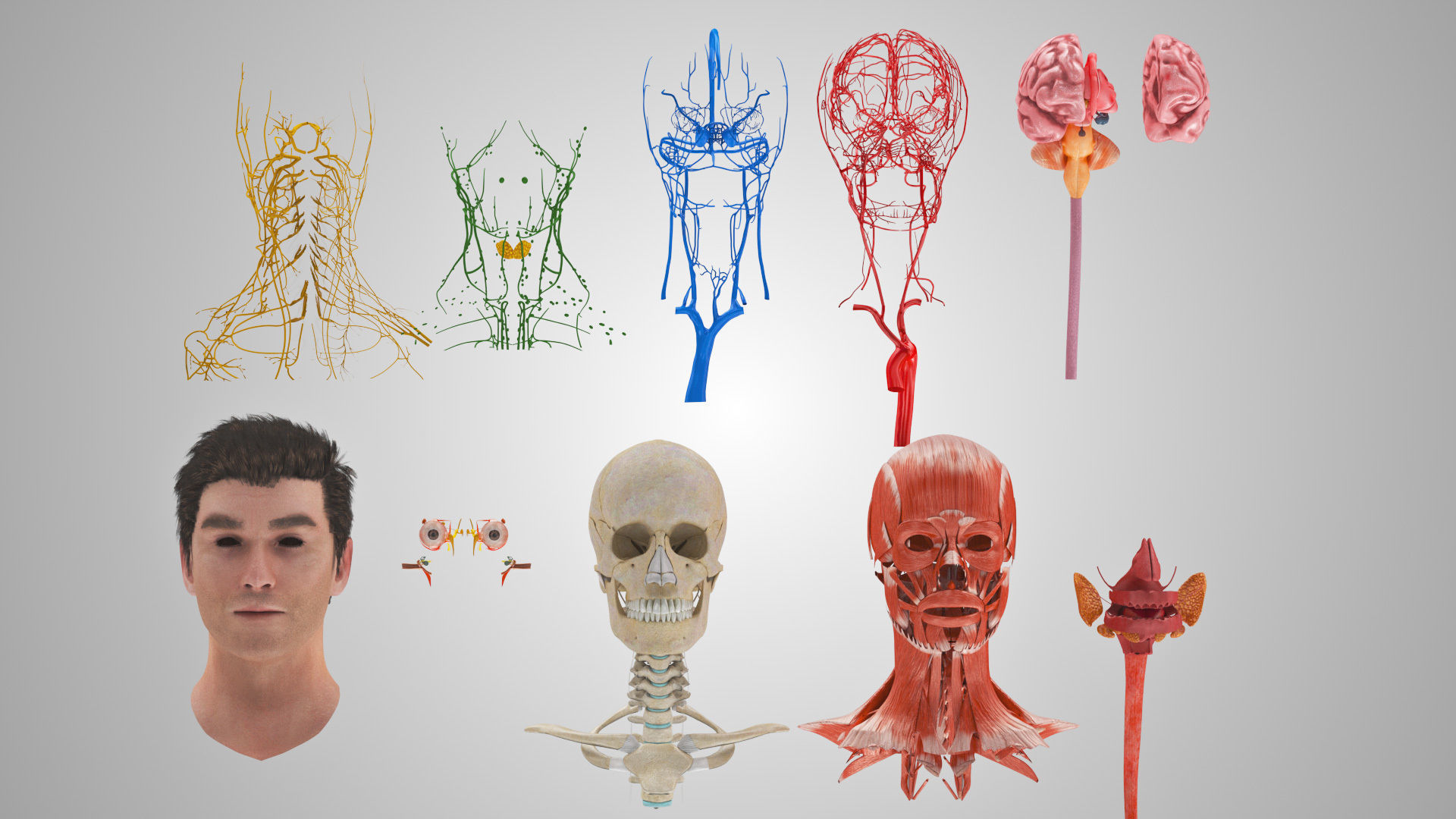 Detailed Head Anatomy with cross-section Low-poly 3D model_12