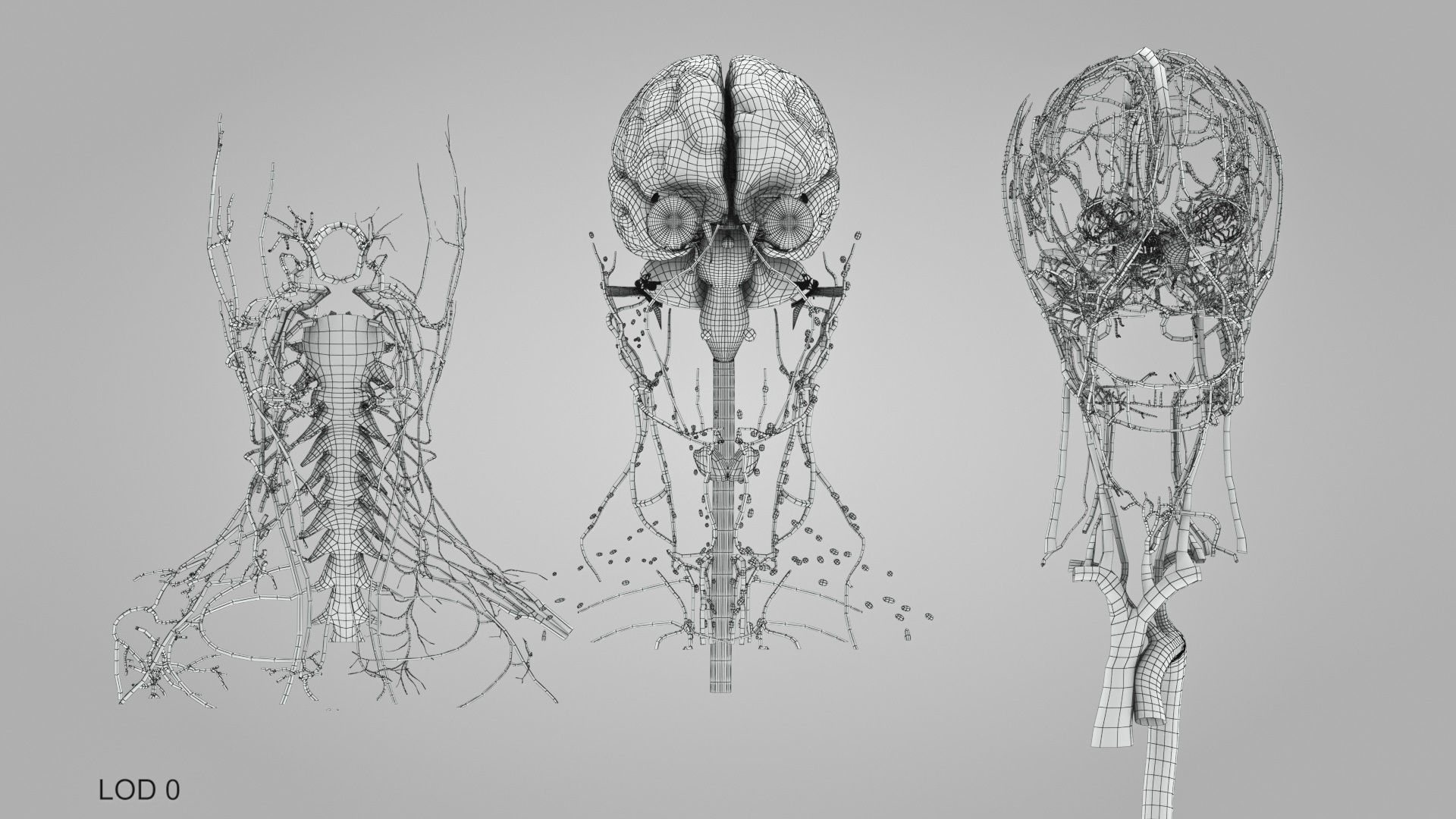 Detailed Head Anatomy with cross-section Low-poly 3D model_51