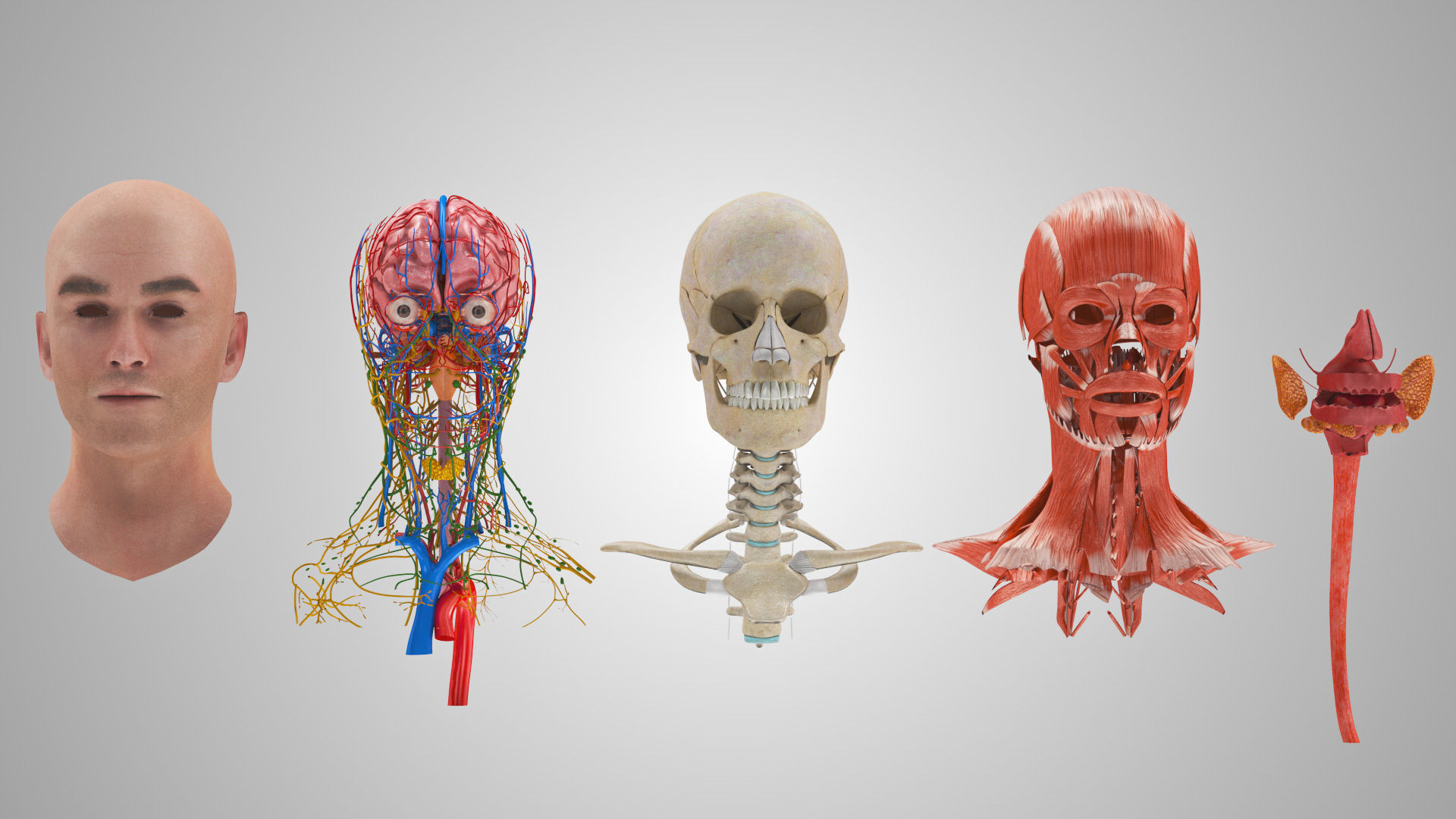 Detailed Head Anatomy with cross-section Low-poly 3D model_7