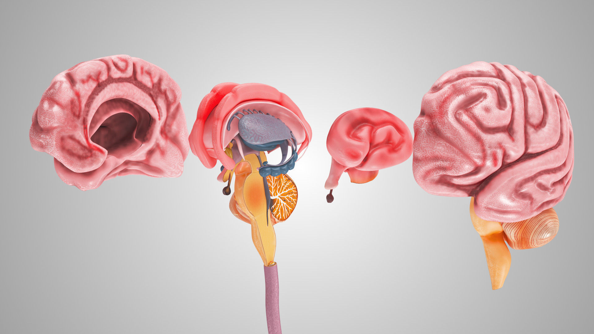 Detailed Head Anatomy with cross-section Low-poly 3D model_23