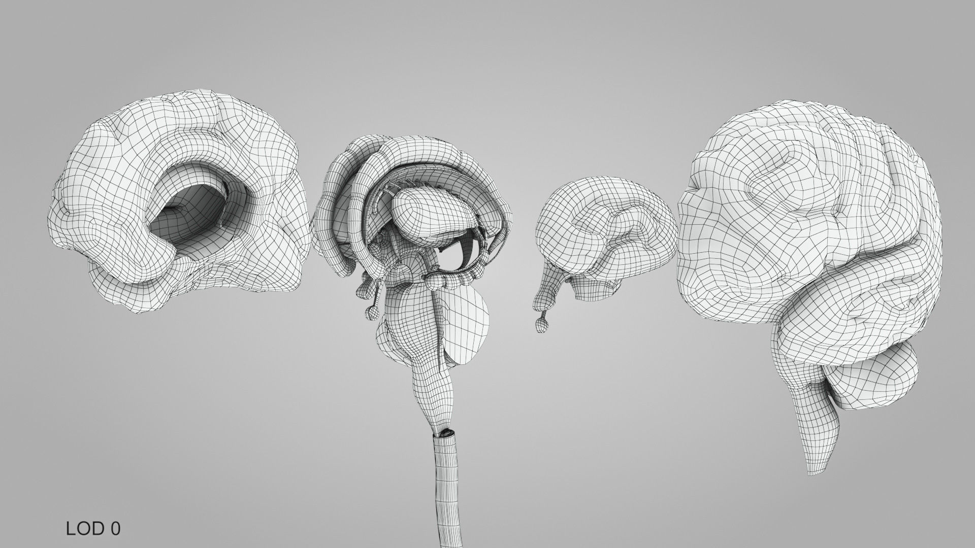 Detailed Head Anatomy with cross-section Low-poly 3D model_47