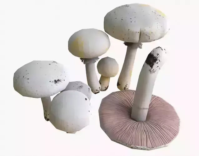 Agaricus Mushrooms Set Low-poly 3D model