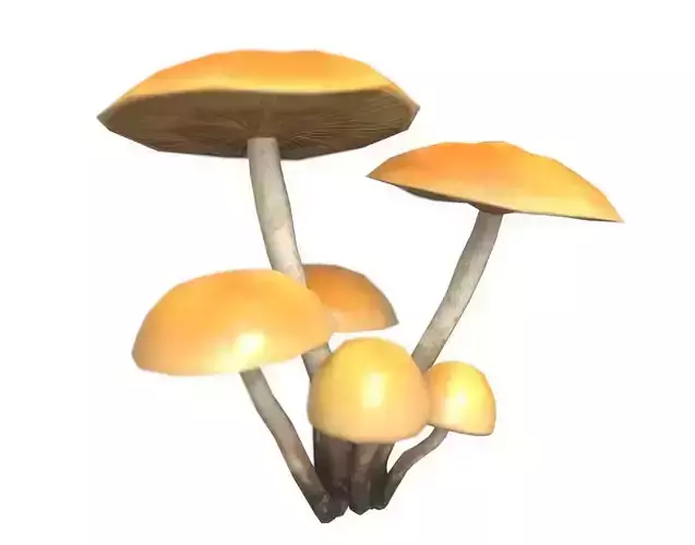 Funeral Bell Mushrooms Set Low-poly 3D model