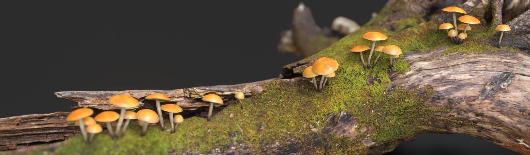 Funeral Bell Mushrooms Set Low-poly 3D model_1