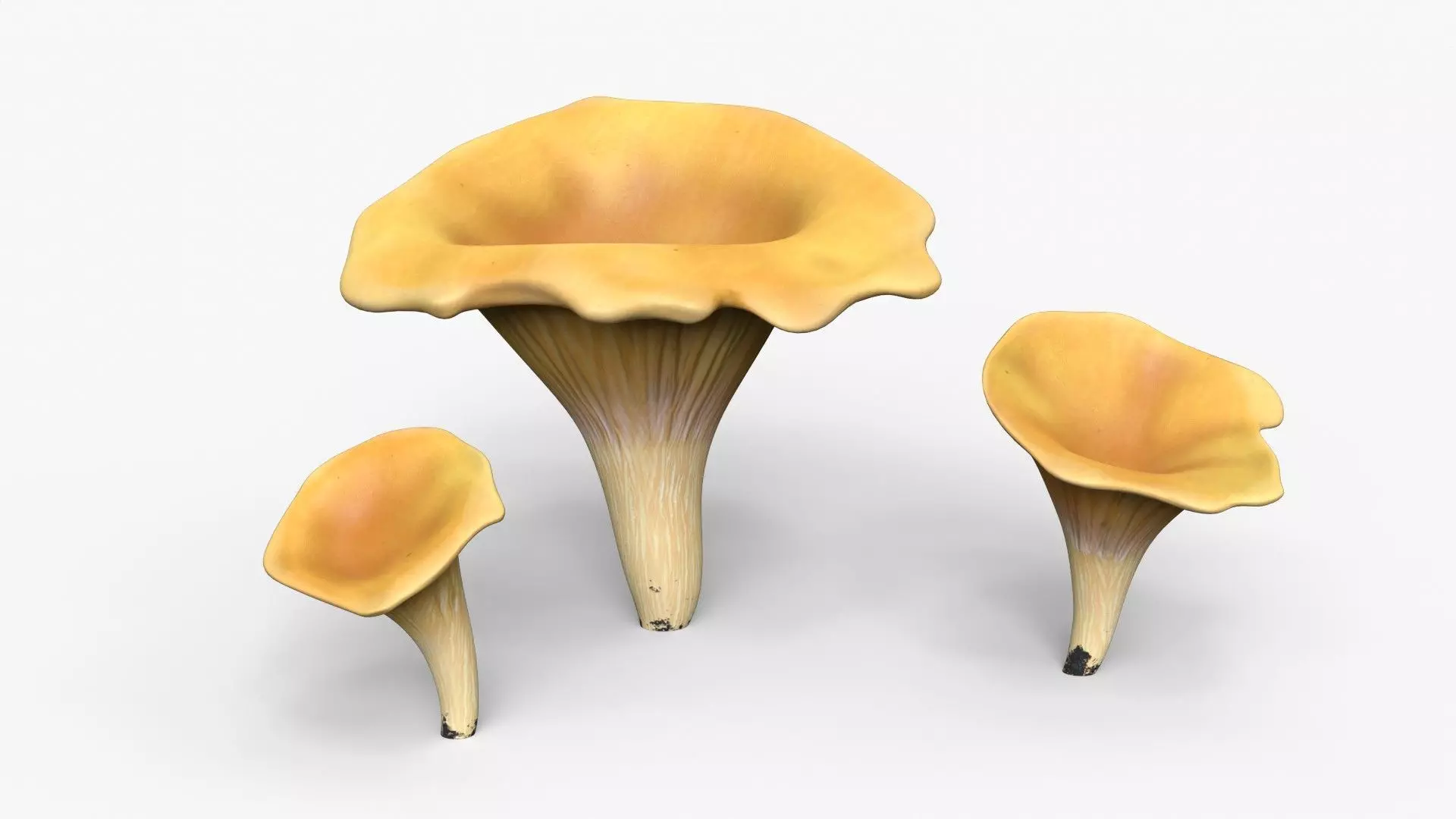 Golden Chanterelle Mushroom Set Low-poly 3D model_0