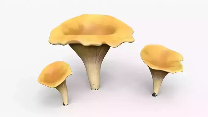 Golden Chanterelle Mushroom Set Low-poly 3D model
