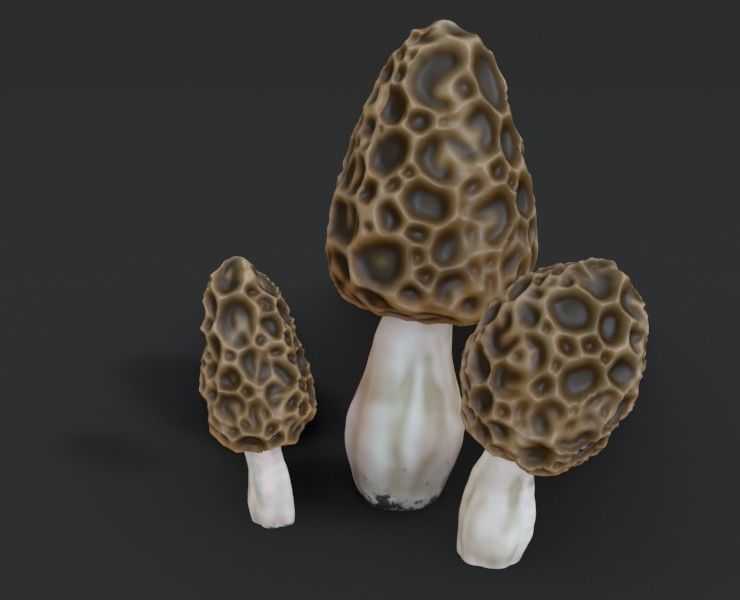 Morel Mushroom Set Low-poly 3D model_2